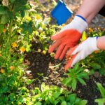 Hand Gloves for Gardening: 7 Proven Tips to Avoid Painful Mistakes